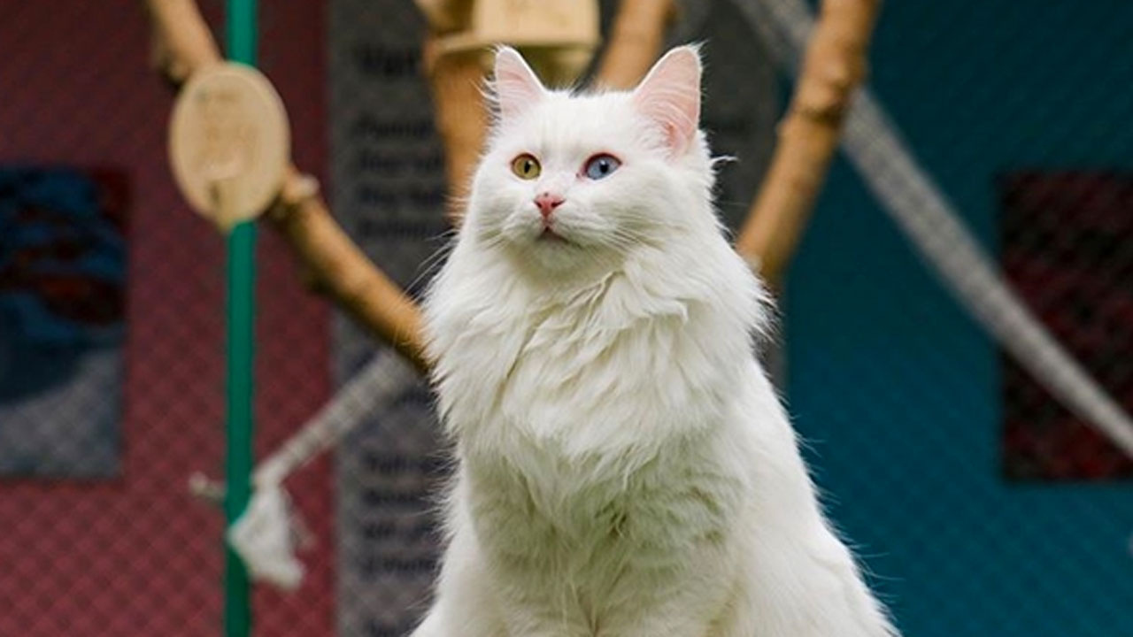 'Hayvana eziyet' davasında mahkeme, kediye tazminat ödenmesine hükmetti