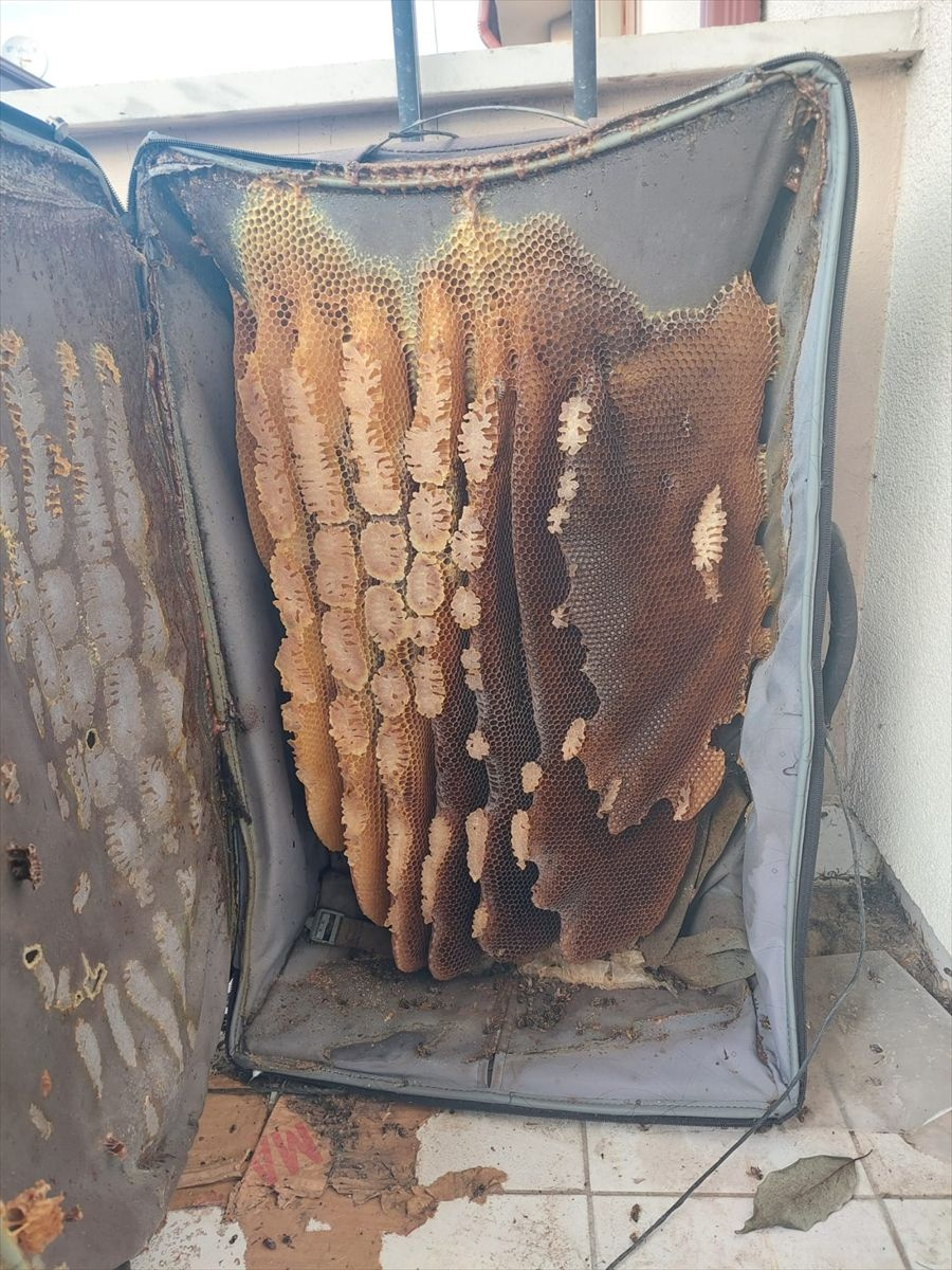 Arılar valize petek yaptı, 8 kilogram bal çıktı!