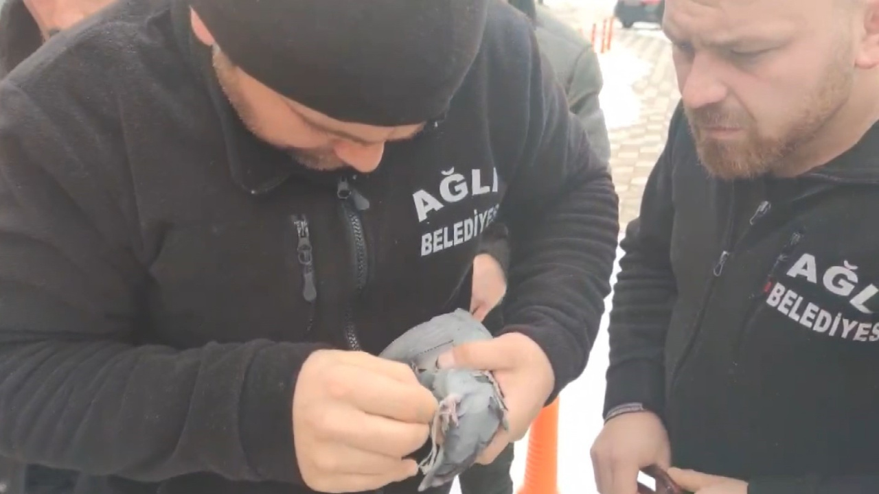 Elektrik teline takılan güvercin kurtarılarak doğaya salındı