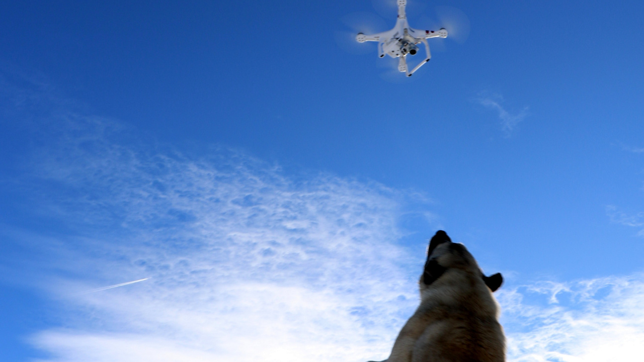 Havadaki droneyi yakalamaya çalışan köpek ilginç görüntü oluşturdu