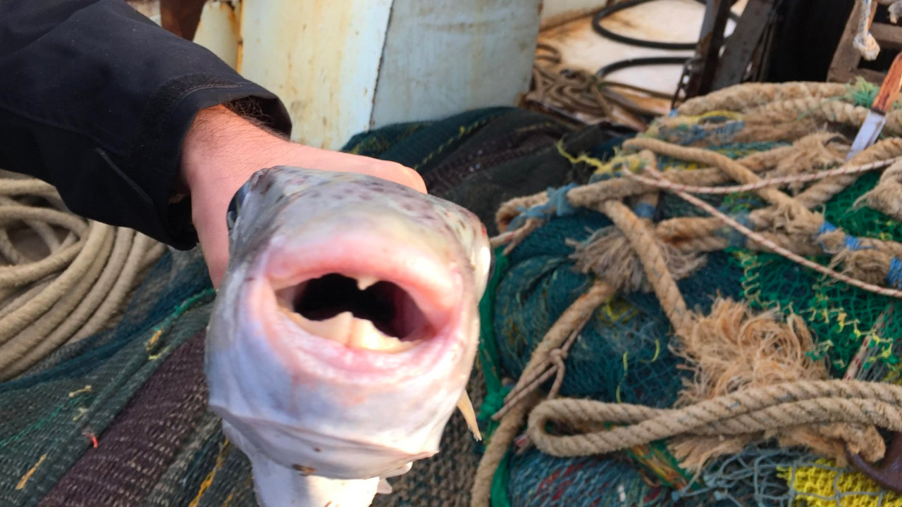 Yiyen yarım saat sonra ölebiliyor! Zehirli balon balığı Marmara'ya akın etti