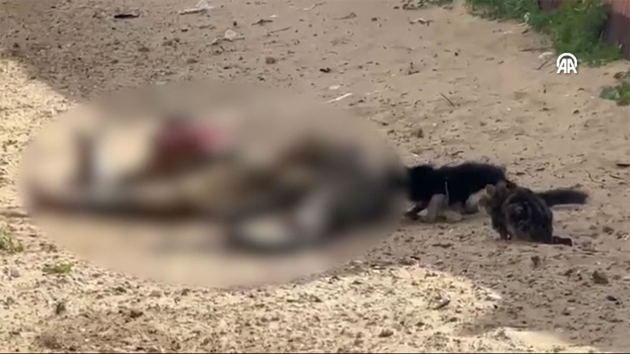 Gazze'de sokakta kalan cesetleri hayvanlar yiyor! Kan donduran görüntüler...