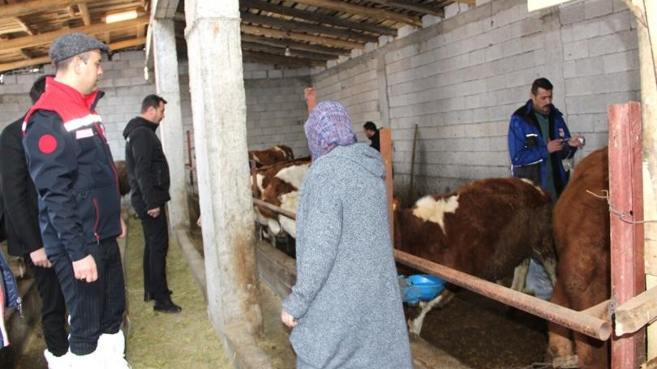 Iğdır'da hayvan aşılama çalışmaları devam ediyor