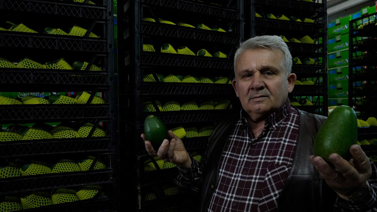 Kilogramı 5 dolar! Türk avokadosu Rusya'da yok satıyor!