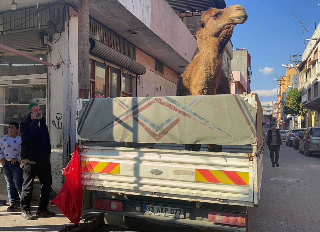 Adana'da deve kesilmekten son anda kurtarıldı