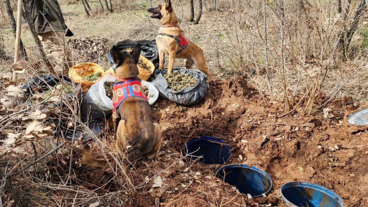 Bidon içerisine saklanmış 43 kilo esrar ele geçirildi