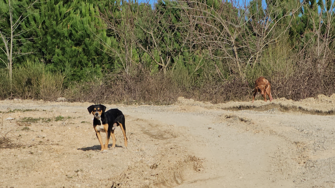 Kastamonu'da 10 köpeği uyuşturup araziye attılar