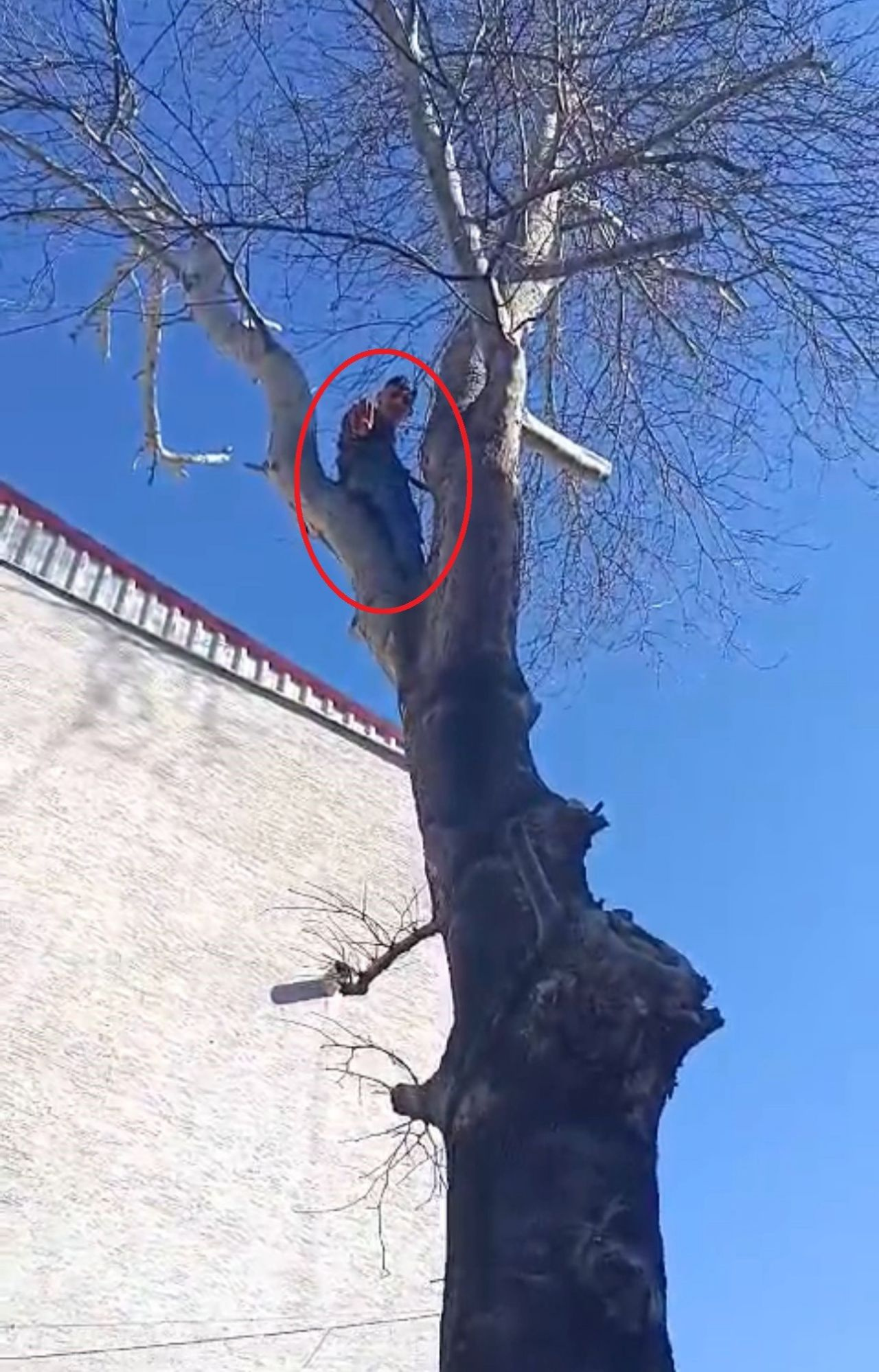 Hırsız maymun gibi çıktığı ağaçta polise el salladı