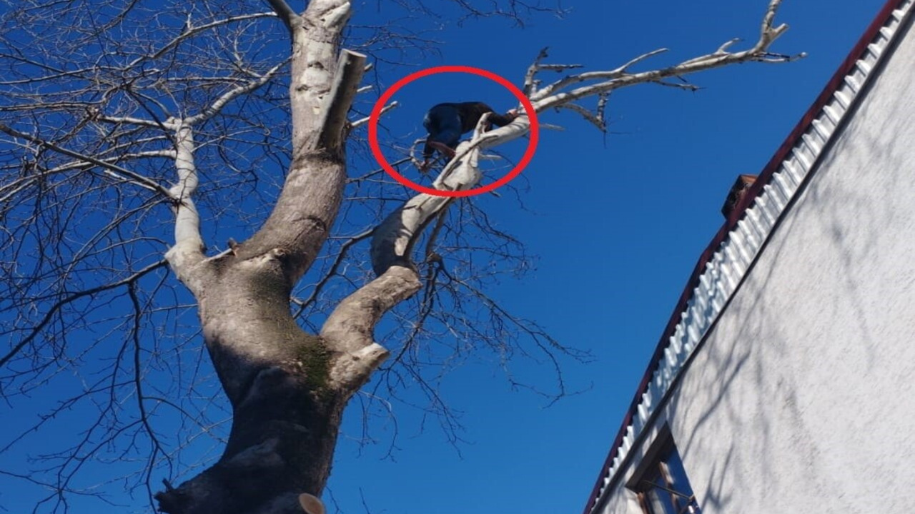 Hırsız maymun gibi çıktığı ağaçta polise el salladı