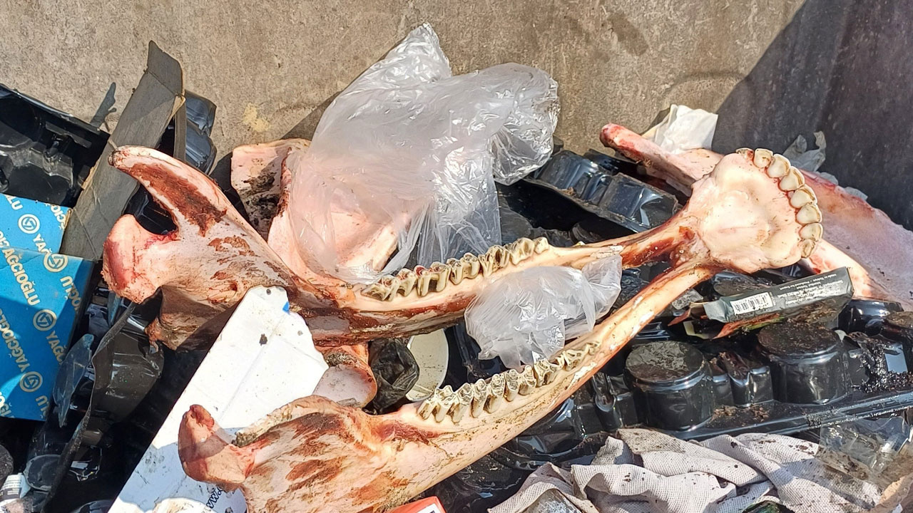 Düzce'de çöp konteynırında bulunan etinden sıyrılmış kemiklerin sırrı çözüldü
