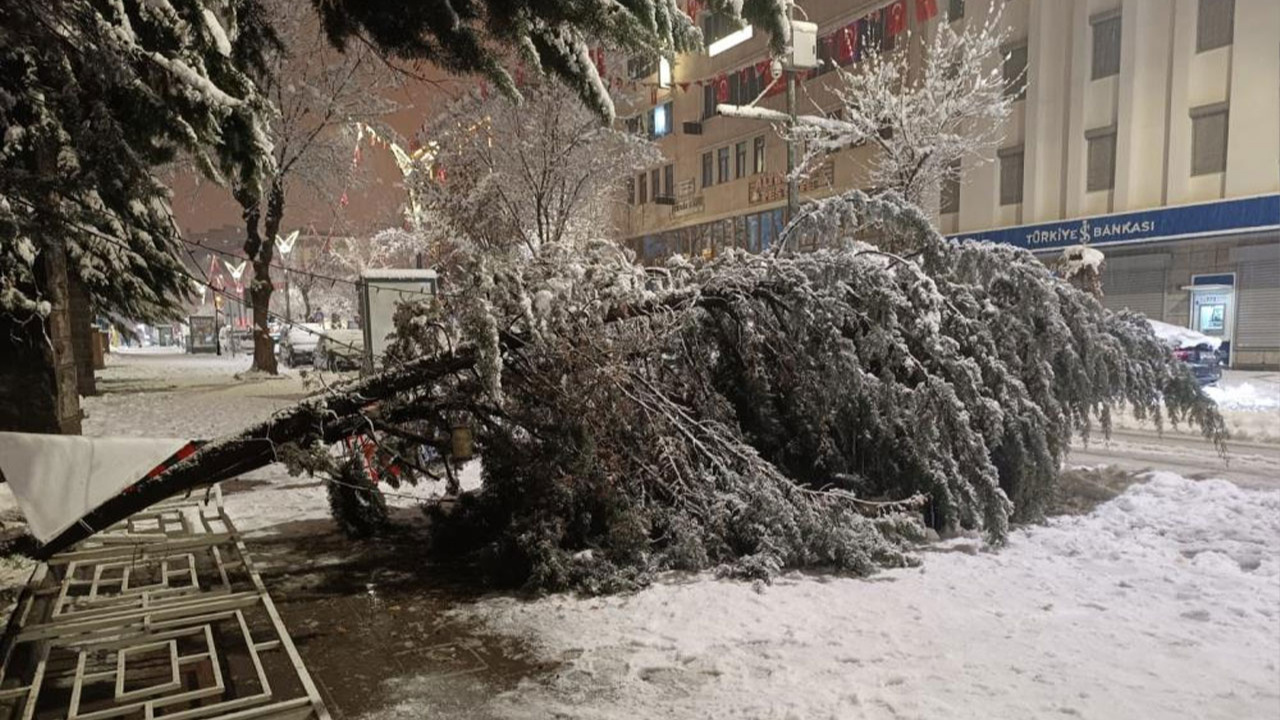 Aşırı kar yağışına dayanamayan ağaç yola devrildi!