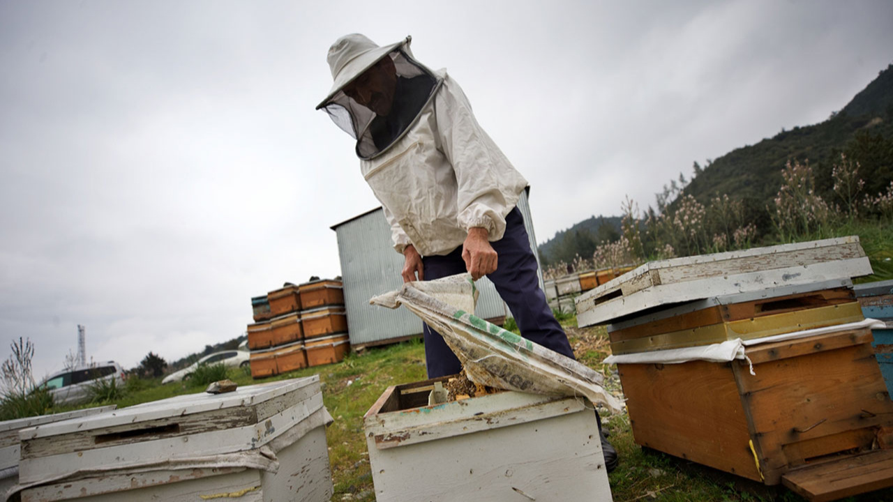 "Yalancı bahar" ve zirai ilaç kullanımı arı ölümlerine yol açıyor!
