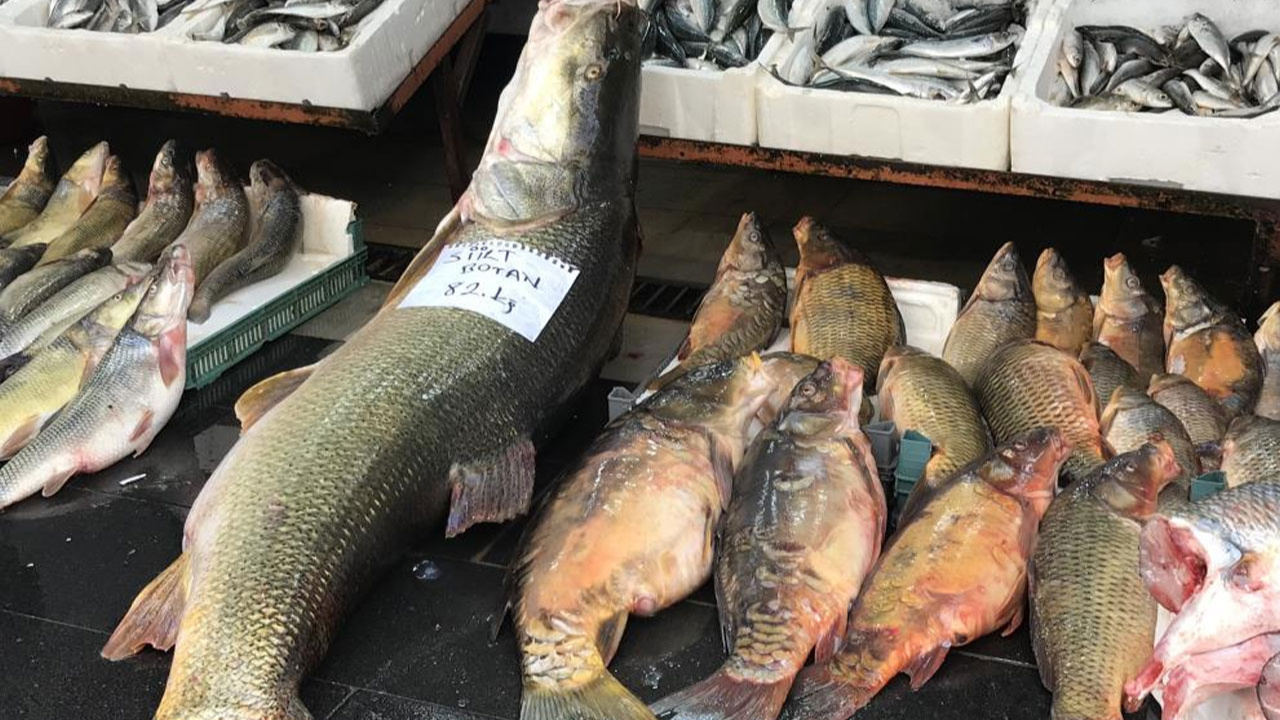 Botan Çayında 82 kilo, 175 santim uzunluğunda turna balığı yakalandı