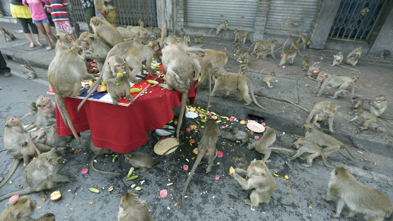 Tayland'da maymunlar şehri istila etti, hepsi toplatılıyor