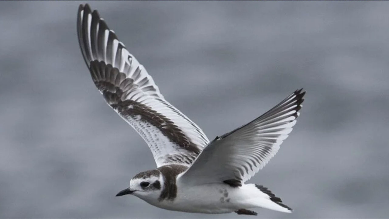 Kuşların yüzde 92'sini temsil eden kapsamlı soyağacı oluşturuldu