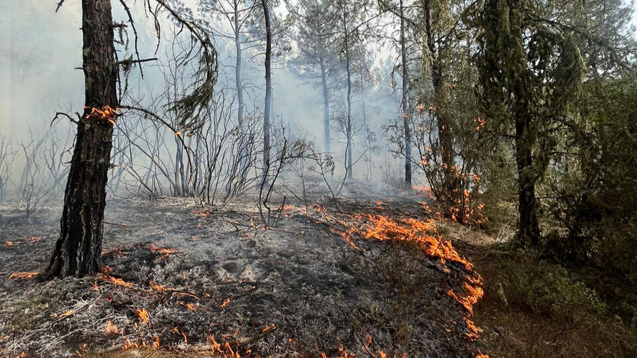 Sinop'ta çıkan orman yangınında 5 hektarlık alan zarar gördü