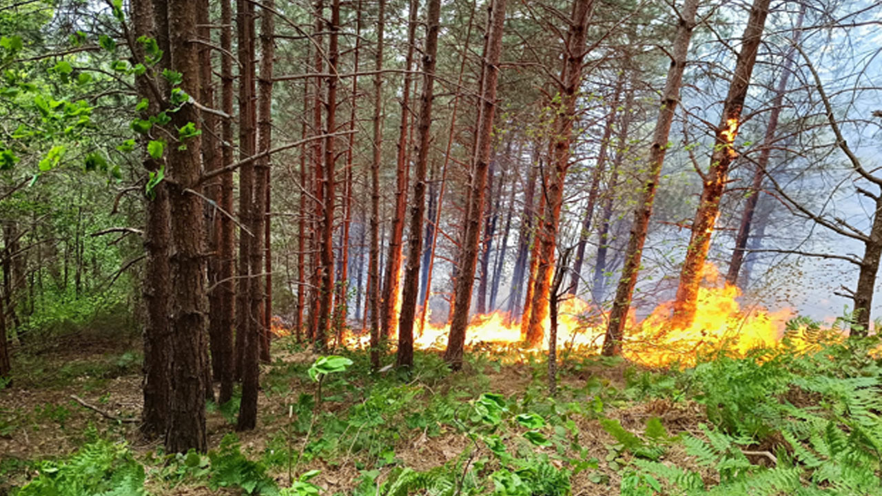 Kıvılcım sonrası orman yangını çıktı! Ekipler bölgede, müdahale sürüyor