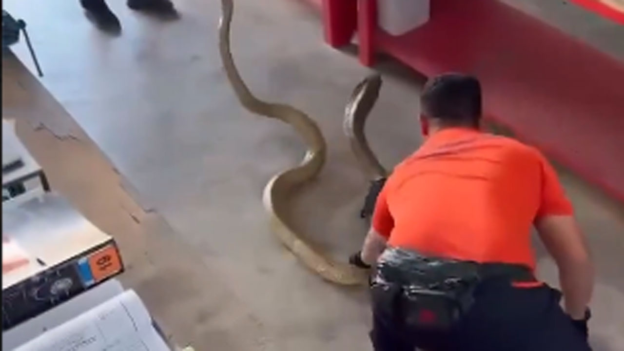Kobra yılanını böyle yakaladı herkesin yüreği ağza geldi