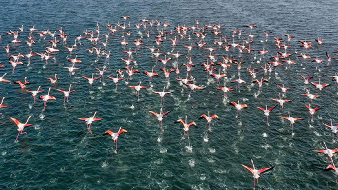 Hindistan'da yolcu uçağı flamingo sürüsüne çarptı