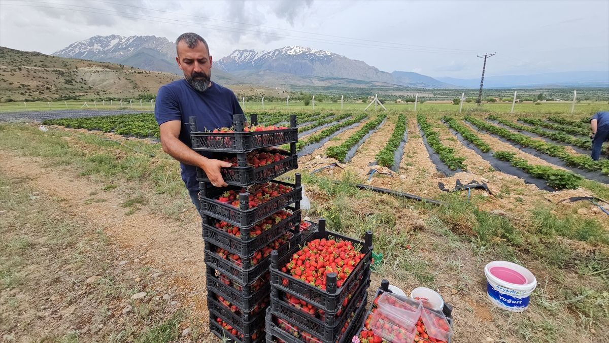 İşini bırakıp köyüne döndü, şimdi paraya para demiyor! "Satışla ilgili sorunumuz yok"