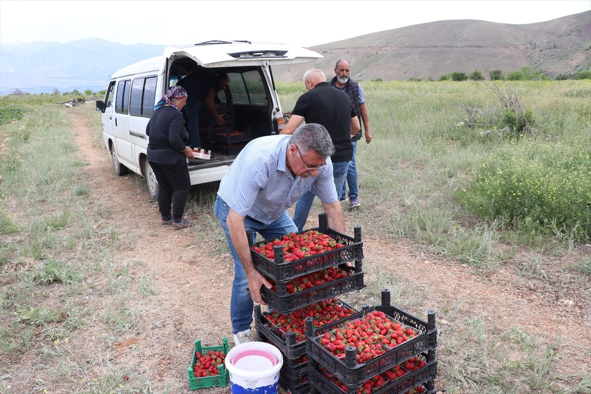 İşini bırakıp köyüne döndü, şimdi paraya para demiyor! "Satışla ilgili sorunumuz yok"