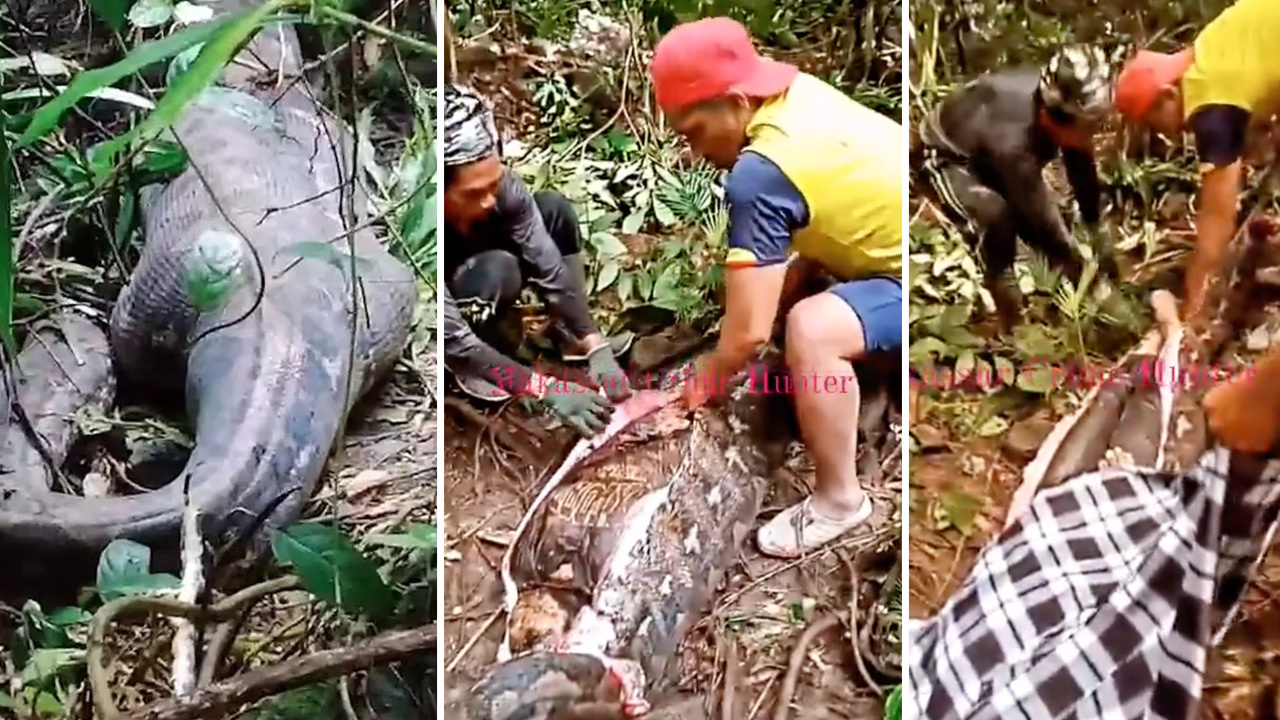 5 metrelik piton 45 yaşındaki kadını yuttu ceset böyle çıkarıldı! Endonezya'daki görüntüler kan dondurdu