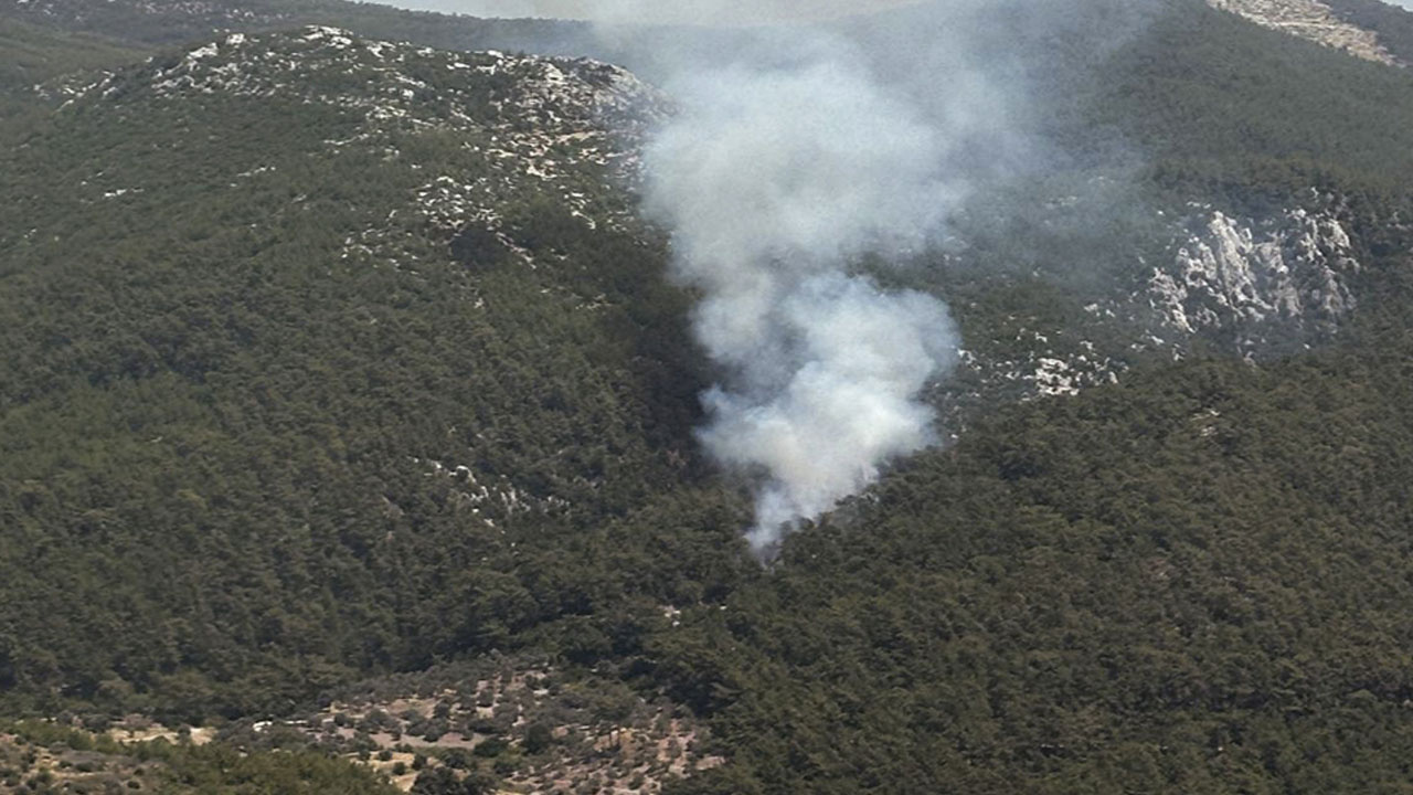 Milas'ta orman yangını çıktı! Ekipler bölgede...