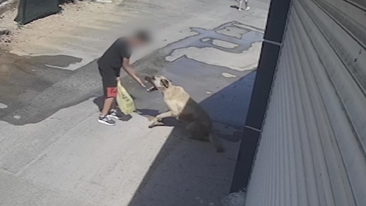 Antalya'da 11 yaşındaki çocuk, sahipsiz köpek tarafından ısırıldı! O anlar kamerada