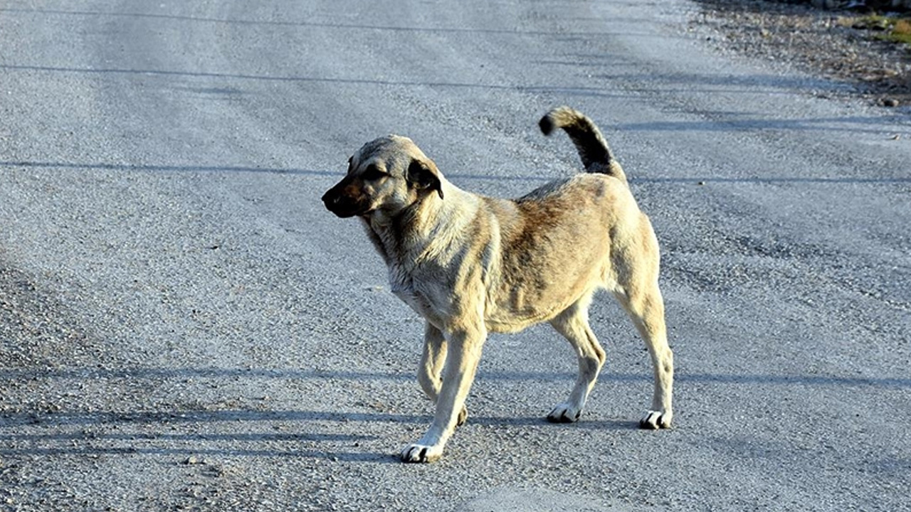 Sokak köpekleri düzenlemesinde 'ötenazi' kararı: İfade çıkarıldı