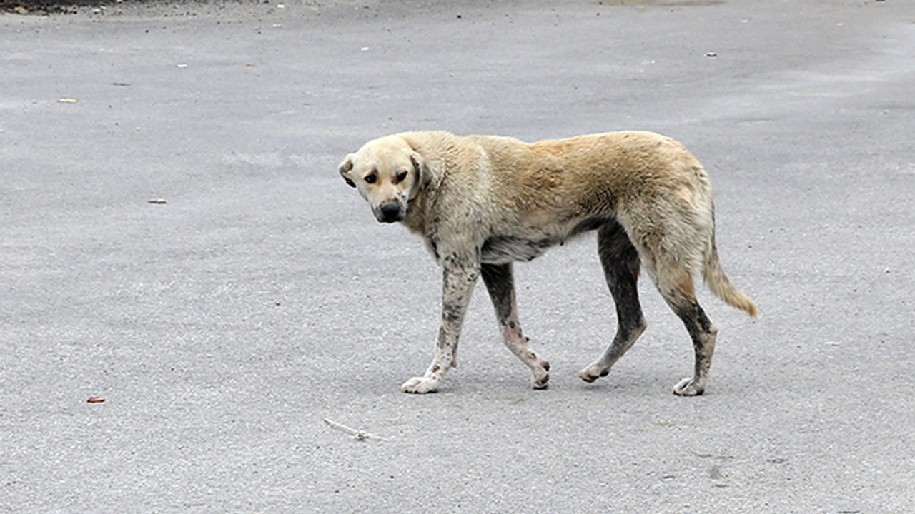 Niğde'de köpek katliamı iddiası: Belediyeden açıklama geldi