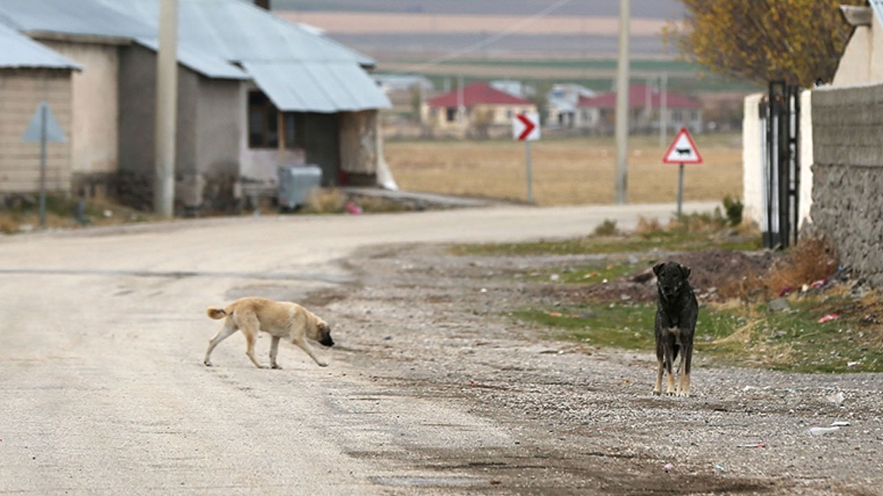 Fatih'te sahipsiz köpeklerin saldırdığı kişi hayatını kaybetti