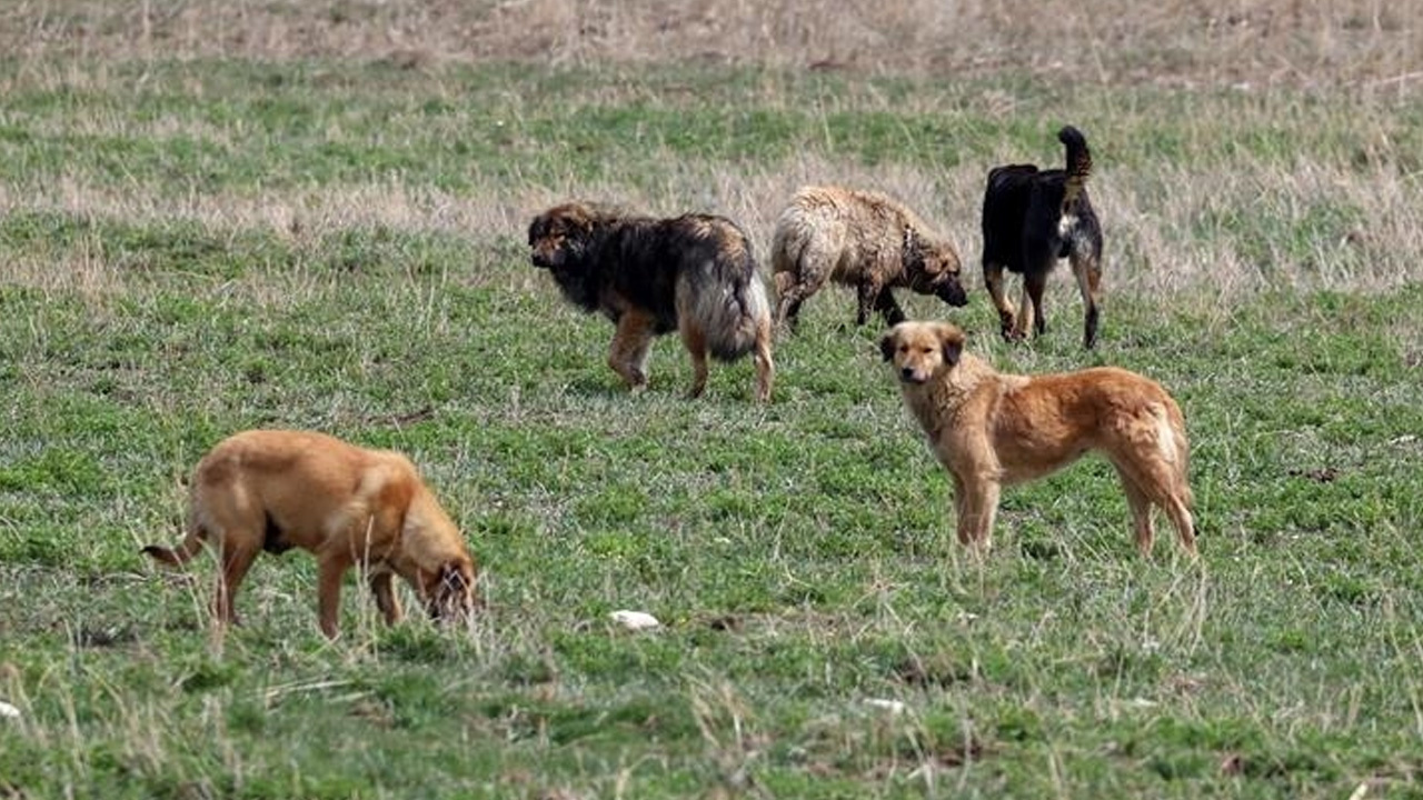 Başıboş köpeklerin saldırısında ölmüştü! Ayhan Özçelik'in hastane raporu ortaya çıktı