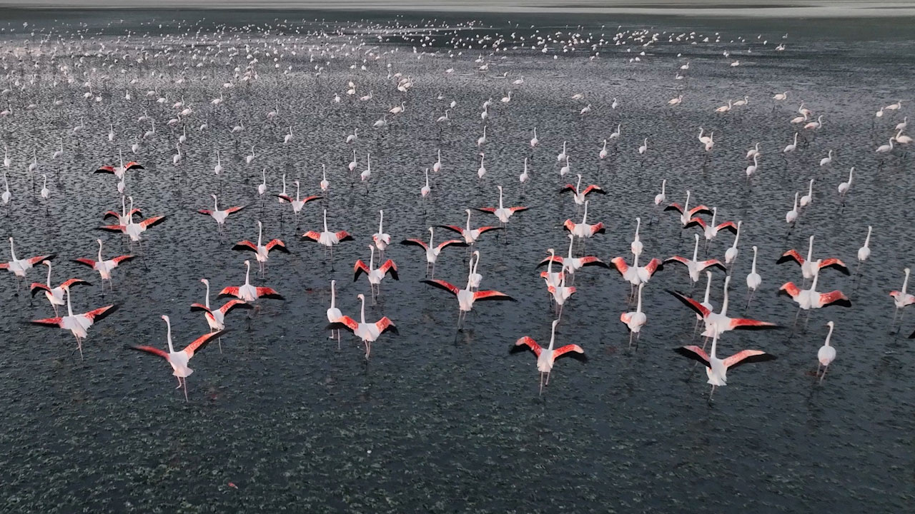 Tuz Gölü’nde bu yıl 4 bin 300 yavru flamingo tespit edildi! Bakan Murat Kurum: Anadolu’nun en nazlı misafirleri bize emanet