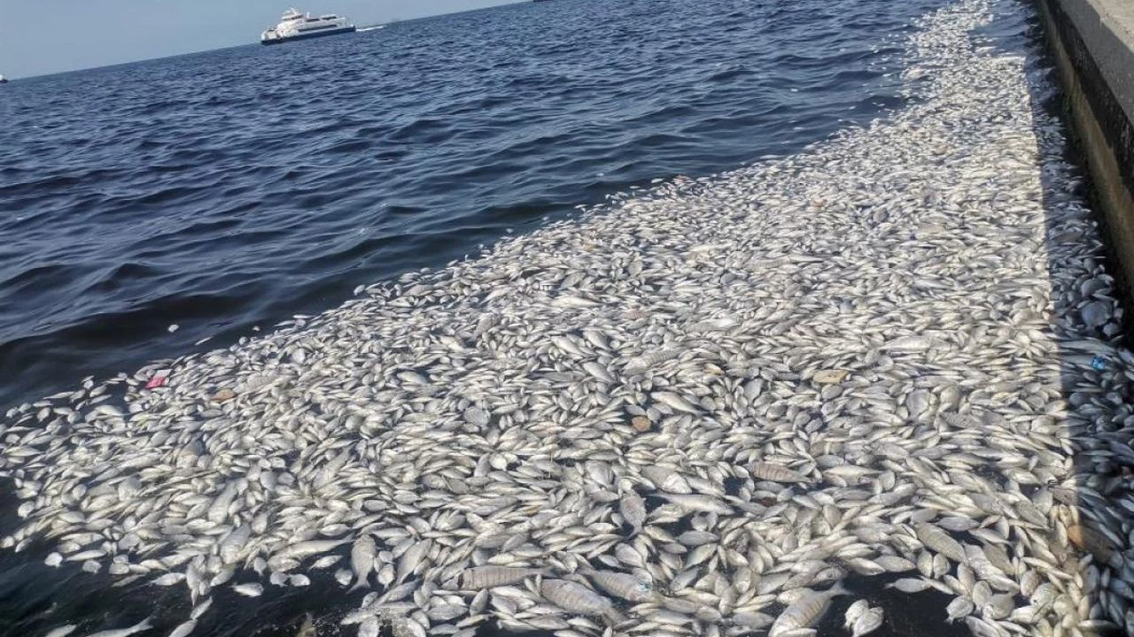 İzmirliler körfezdeki koku sorunu için çözüm bekliyor! Esnaf perişan oldu