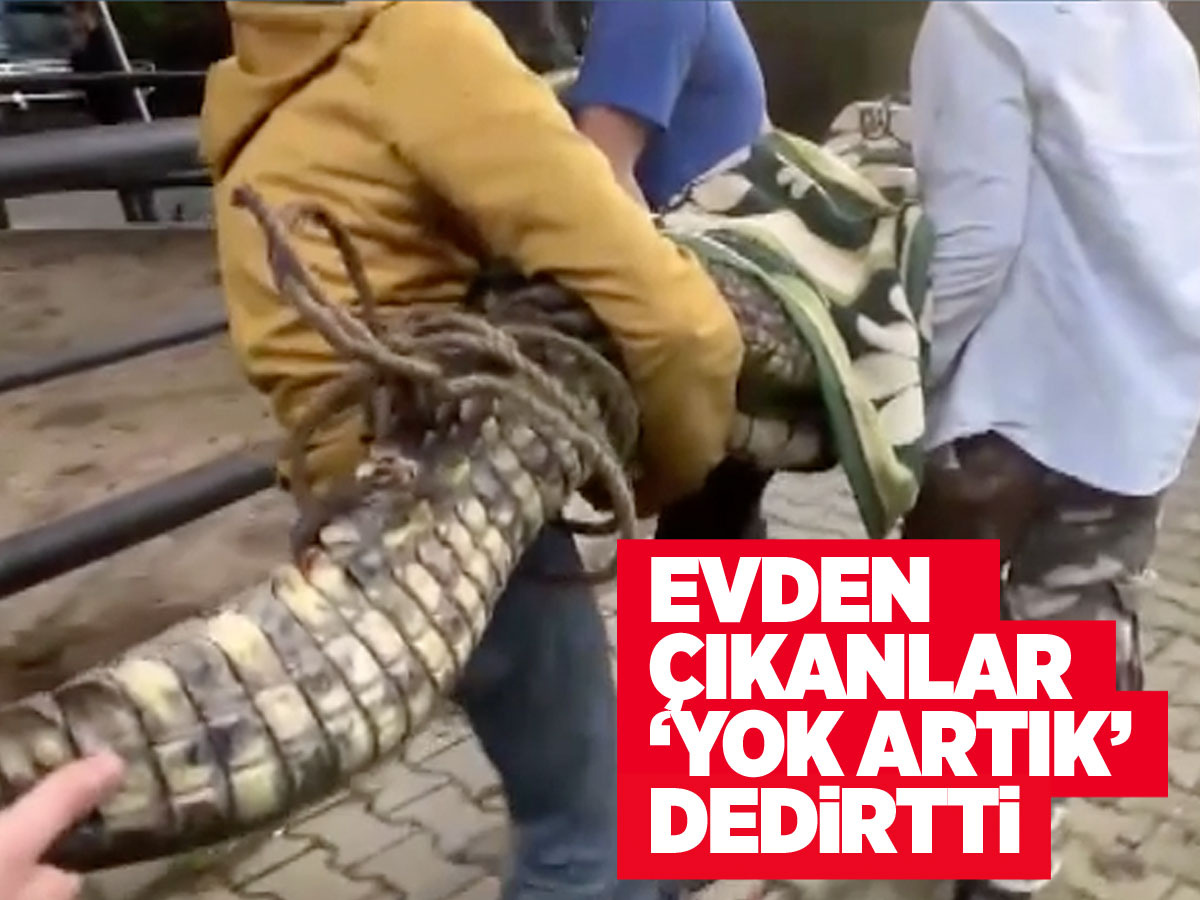 Beykoz'da evde yapılan aramada ele deçirildi Nil timsahı anakonda yılanı