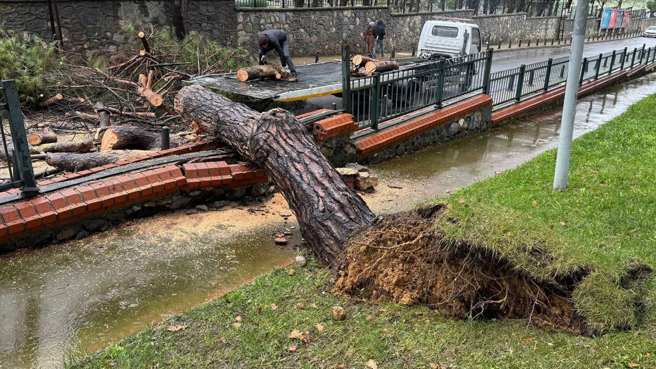 İstanbul'da kuvvetli yağış ağacı devirdi