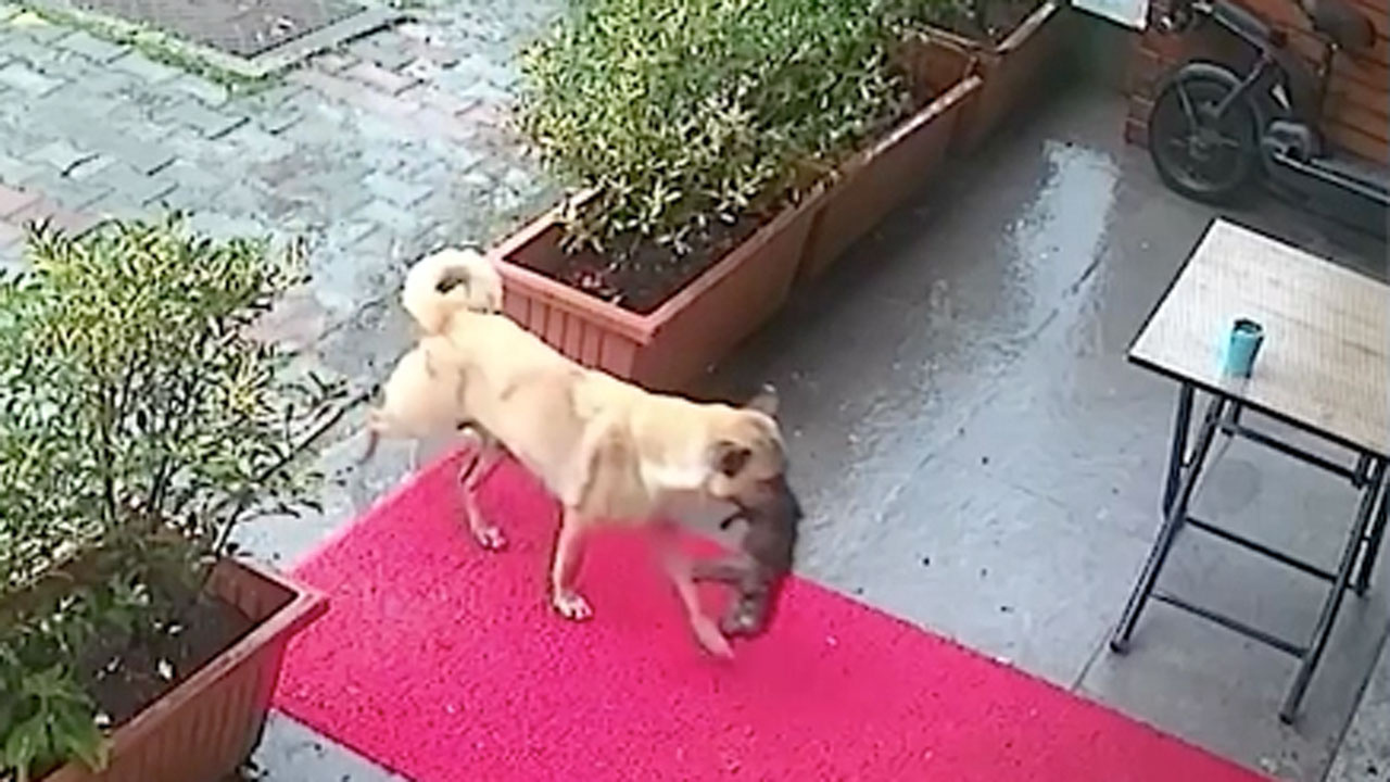 İstanbul'da sahipsiz köpek ölmek üzere olan yavrusunu veterinere getirdi