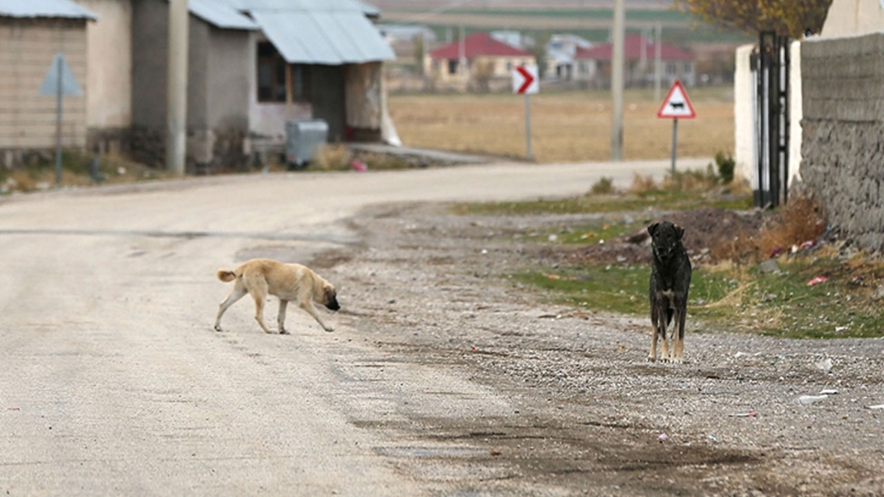 Erzurum'da ekmek almaya giderken köpekler saldırdı! 11 yaşındaki çocuğun durumu ağır