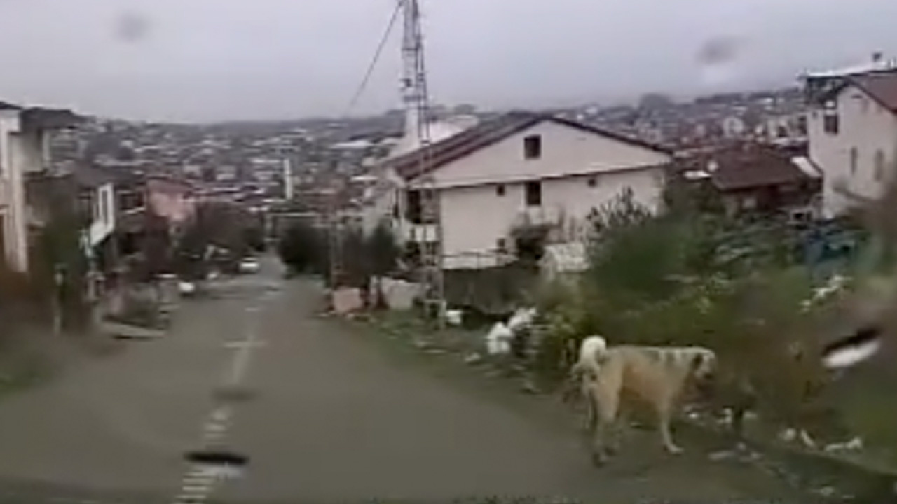 Yalova'da bakkala giderken sahipsiz köpeklerin saldırdığı çocuk ağır yaralandı