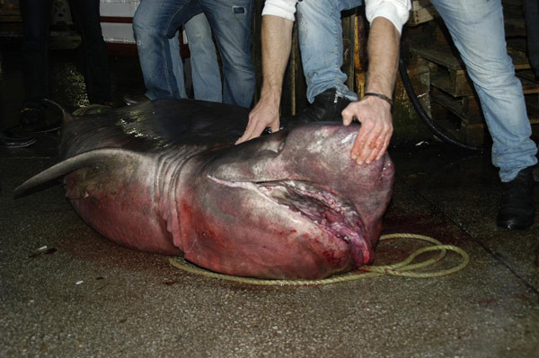 köpekbalığı marmara